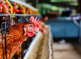 Como os alimentos afetam a saúde intestinal dos frangos (Parte III)