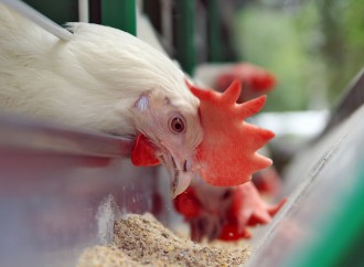 Como os alimentos afetam a saúde intestinal dos frangos (Parte II)