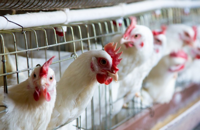 Alimentos e suas implicações na saúde intestinal de frangos (Parte I)