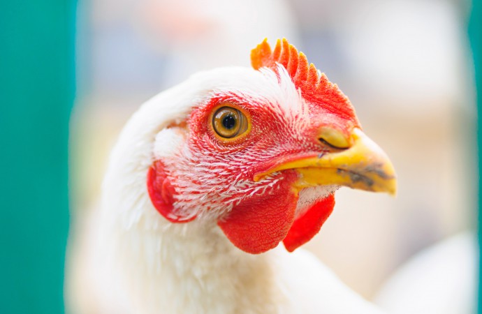 Alimentos e suas implicações na saúde intestinal de frangos (Parte III)