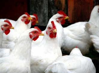 Alimentos e suas implicações na saúde intestinal de frangos (Parte II)
