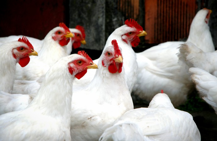 Alimentos e suas implicações na saúde intestinal de frangos (Parte II)
