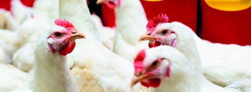Identificação macroscópica de lesões gástricas provocadas por aminas biogênicas em frangos de corte