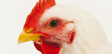 Como os alimentos afetam a saúde intestinal dos frangos (Parte I)