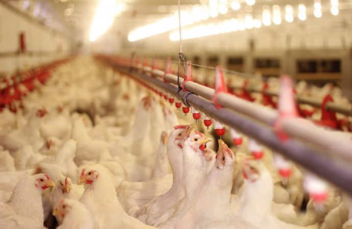 Desempenho in vivo de processamento de frangos em dietas de restrição suplementadas com Virginiamicina